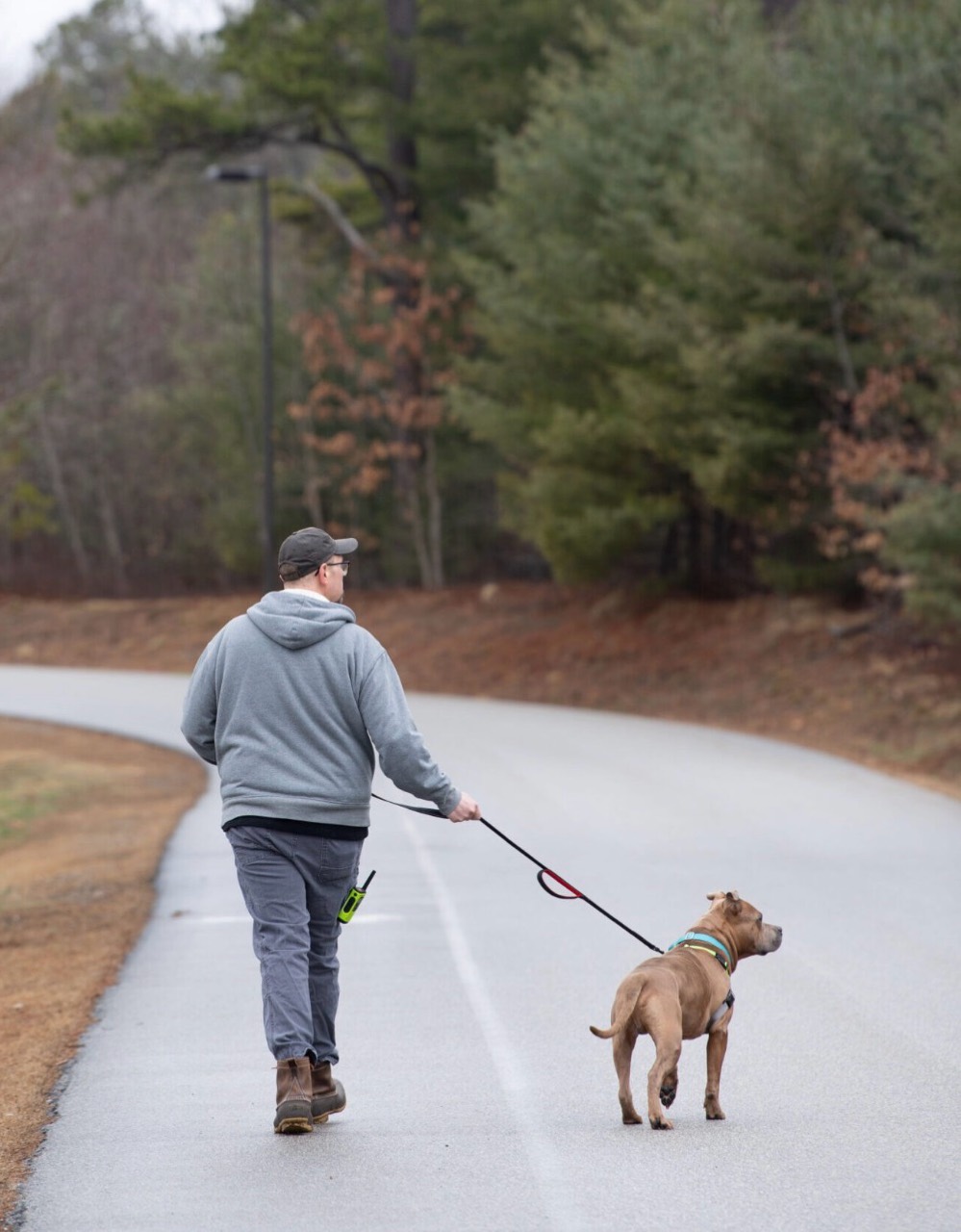 Dog being walked along a quiet path