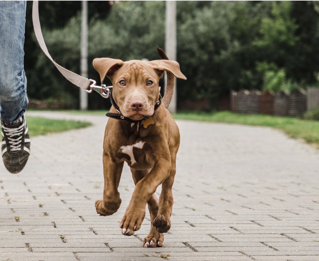 Young dog enjoying a walk
